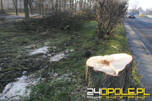 Opole płaciło za ochronę kasztanowców, teraz je wycina