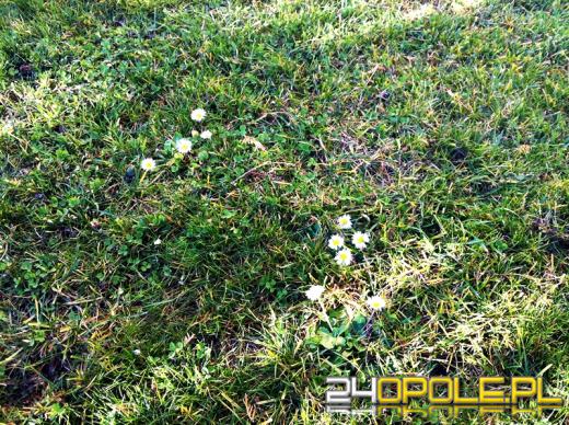 Przyroda poczuła wiosnę. Rozwijają się pąki drzew, kwitną kwiaty.