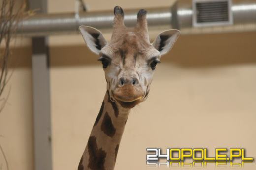 Ósma żyrafa urodziła się w opolskim zoo