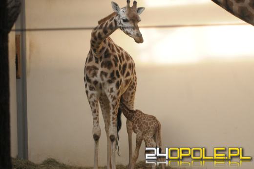 Ósma żyrafa urodziła się w opolskim zoo