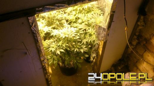 22-latek miał w domu plantację konopi indyjskich
