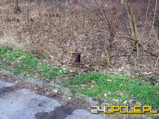 Zuchwali złomiarze kradli przydrożne latarnie