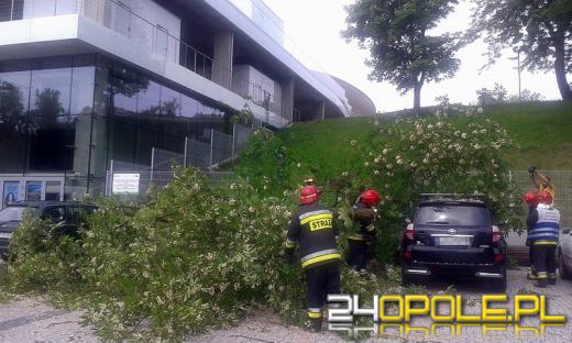 Drzewo spadło na samochód zaparkowany pod amfiteatrem