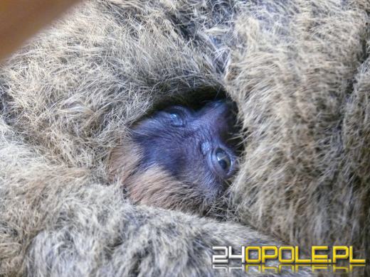 W opolskim zoo urodził się lemur