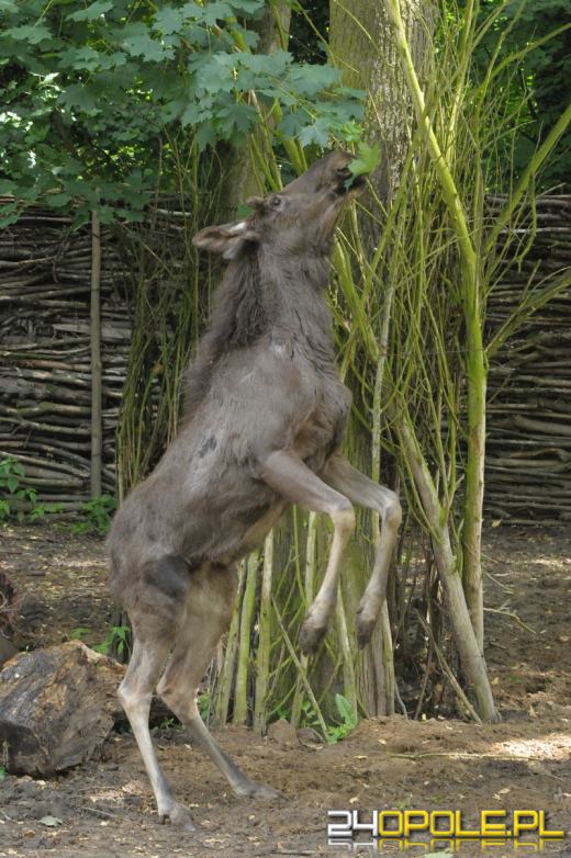 W opolskim ZOO zamieszkał łoś