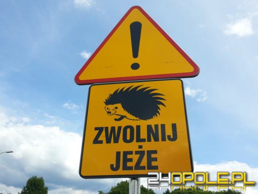 Uwaga na jeże na drodze. Nowy znak w Opolu. 