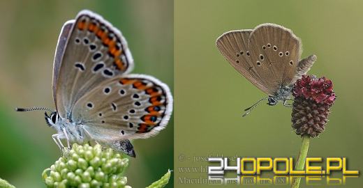 Natura 2000 na Opolszczyźnie. Motyl pod specjalną ochroną.