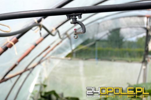 Dynie rekordzistki na działce Jana Styry