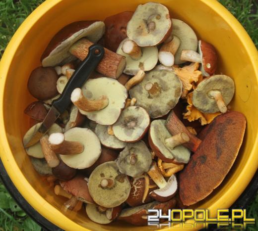 Zobacz zdjęcia z grzybobrań naszych czytelników