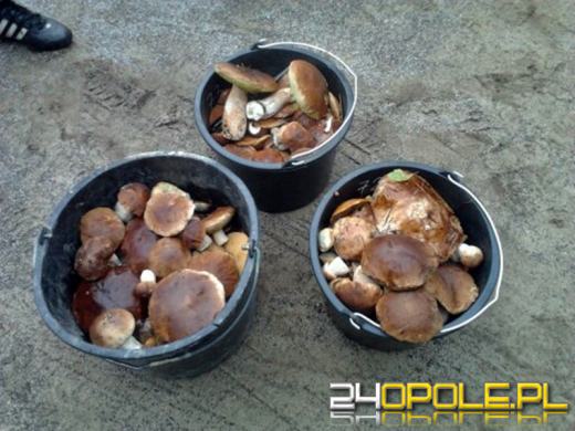 Zobacz zdjęcia z grzybobrań naszych czytelników