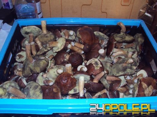 Zobacz zdjęcia z grzybobrań naszych czytelników