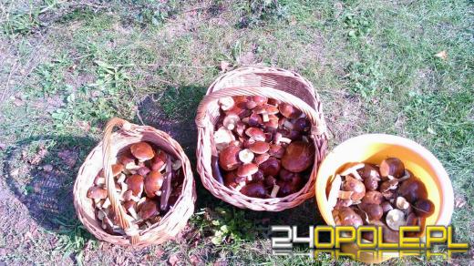 Zobacz zdjęcia z grzybobrań naszych czytelników