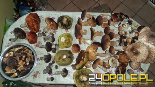 Zobacz zdjęcia z grzybobrań naszych czytelników