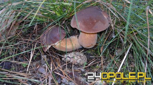 Zobacz zdjęcia z grzybobrań naszych czytelników