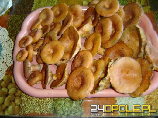 Zobacz zdjęcia z grzybobrań naszych czytelników