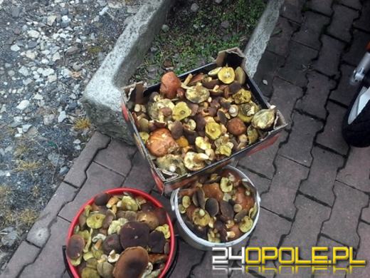 Zobacz zdjęcia z grzybobrań naszych czytelników