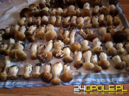 Zobacz zdjęcia z grzybobrań naszych czytelników