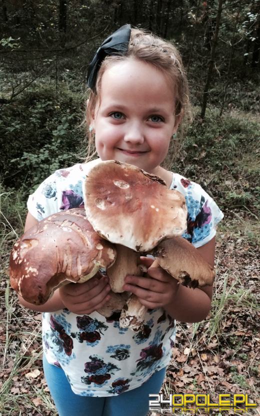 Zobacz zdjęcia z grzybobrań naszych czytelników