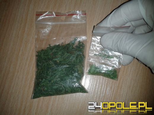 Policjanci odkryli w lesie plantację konopi indyjskich