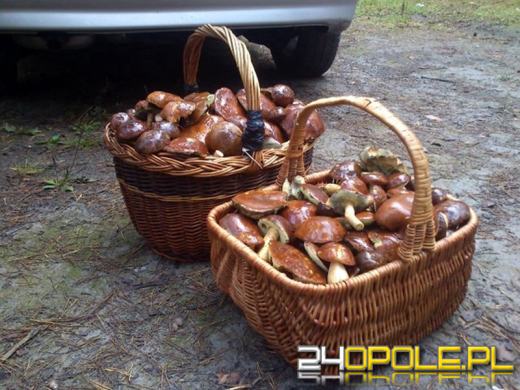 Grzybów w lasach nie brakuje. Zobacz kolejne zdjęcia czytelników.