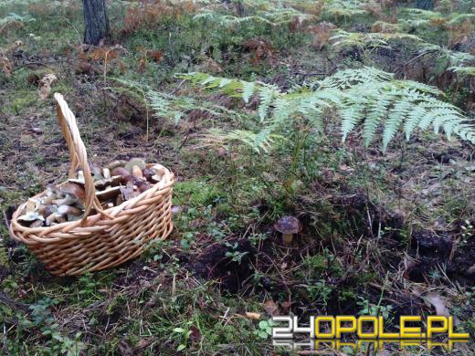 Grzybów w lasach nie brakuje. Zobacz kolejne zdjęcia czytelników.
