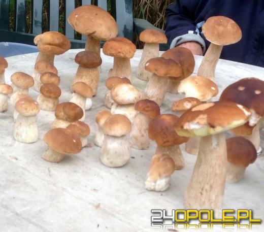 Grzybów w lasach nie brakuje. Zobacz kolejne zdjęcia czytelników.