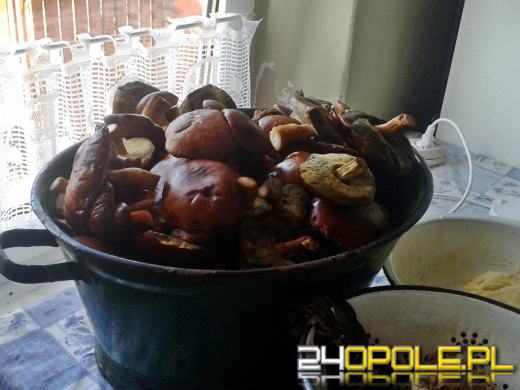 Grzybów w lasach nie brakuje. Zobacz kolejne zdjęcia czytelników.