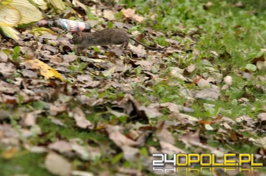 Miasto walczy z plagą szczurów nad Młynówką