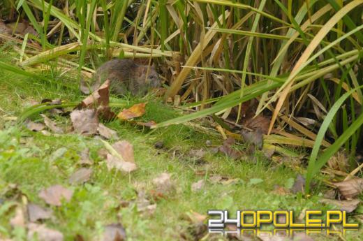 Miasto walczy z plagą szczurów nad Młynówką