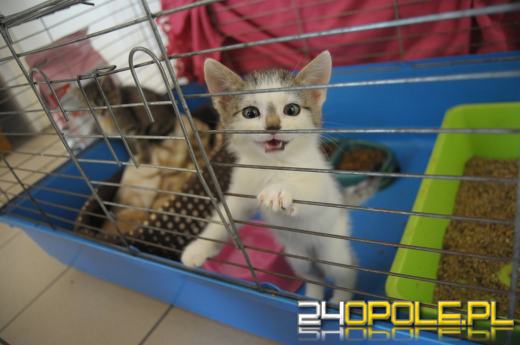 Dla zwierząt w schronisku nadchodzi trudny czas