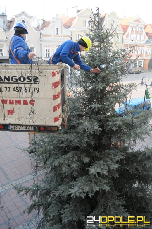 Opole przygotowuje się na święta. Choinka pod ratuszem już jest.