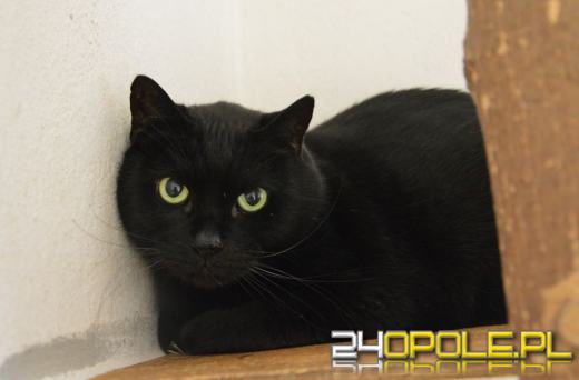 Ponad 200 zwierząt z opolskiego schroniska czeka na drugi dom