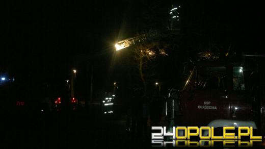 Strażacy wezwani do złapania papugi