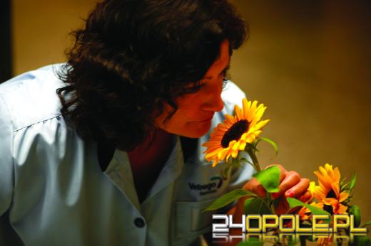 Rusza rekrutacja do prac szklarniowych w Holandii