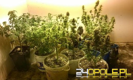 Uprawiali konopie w Głubczycach, wpadli na gorącym uczynku