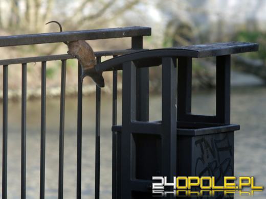 Szczury znów pojawiły się nad Młynówką