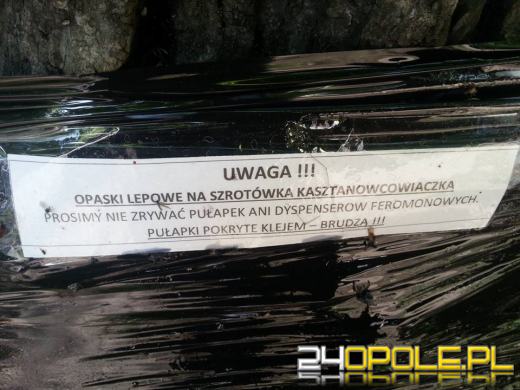 Są efekty miejskiej akcji ratowania kasztanowców