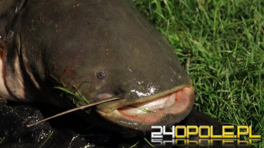 Sum gigant wyłowiony z Odry. Mierzy 167 cm!