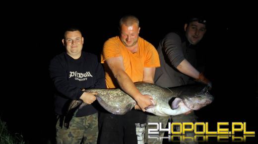 Sum gigant wyłowiony z Odry. Mierzy 167 cm!