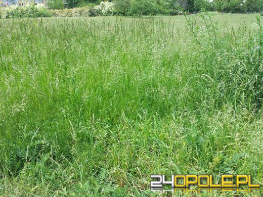 Czytelnicy pytają: "Dlaczego nikt nie kosi traw w parku na osiedlu AK?"