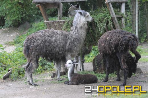 W opolskim zoo przyszła na świat alpaka