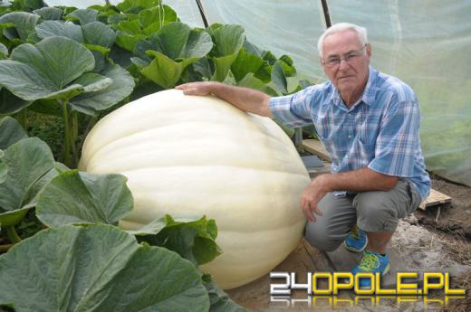 Gigantyczne warzywa na działce Jana Styry