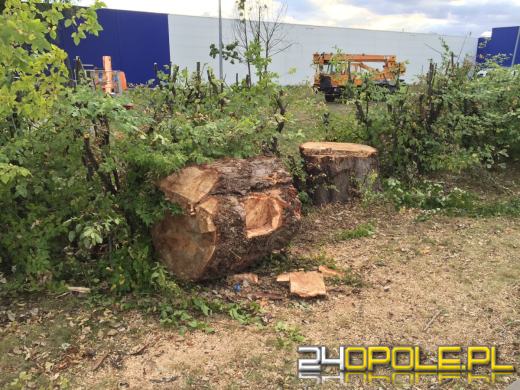 24 drzewa wycięto przy ul. Sandomierskiej