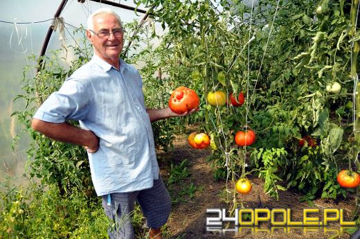 Na działce pod Zdzieszowicami urósł największy pomidor w Polsce