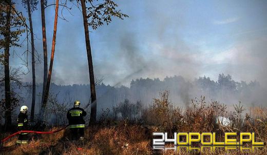 Strażacy walczą z pożarem przy obwodnicy Opola