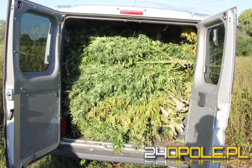 Plantacja konopi pod Brzegiem zlikwidowana