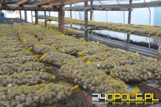 Grodziec ślimakami stoi