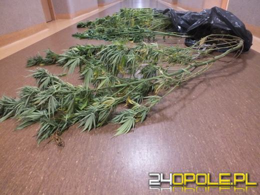 Dwaj Opolanie uprawiali konopie na łące