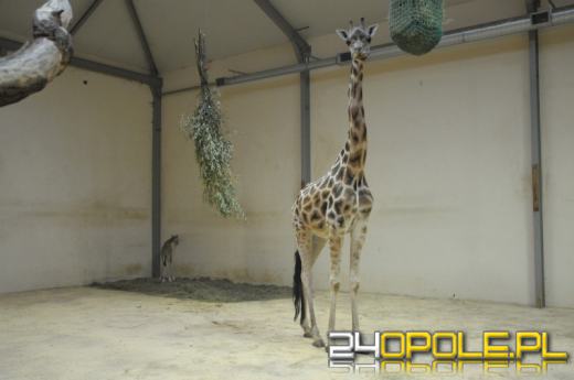 Żyrafa przyszła na świat w opolskim zoo
