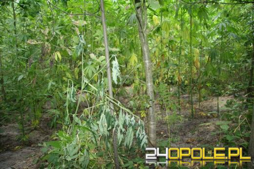 Założyli plantację konopi w lesie. Wśród zatrzymanych są nastolatki.